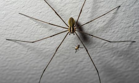 ¿que significa encontrar una arana patilarga en tu casa? ¿que significa encontrar una arana patilarga en tu casa?
