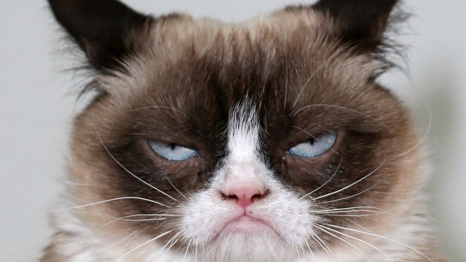 Tristeza mundial: murió “Grumpy Cat” la gatita más famosa de Internet
