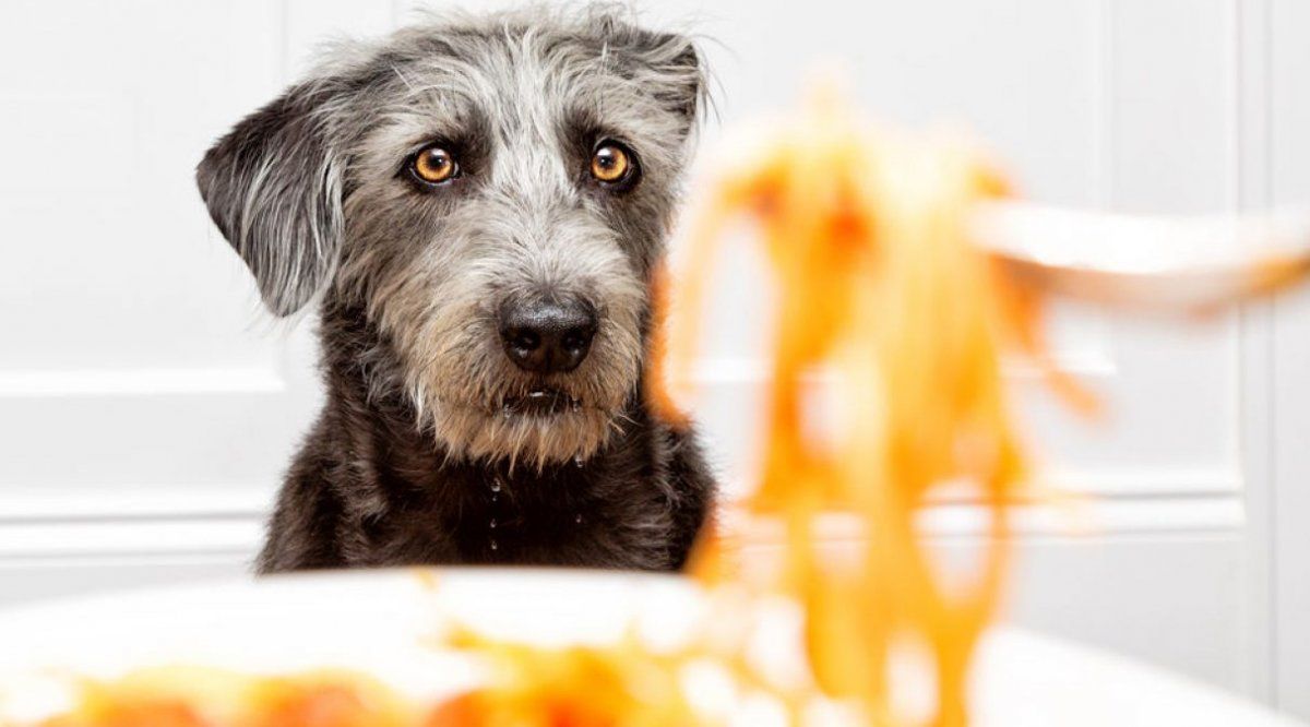 Algunos alimentos podrían hacer enfermar o incluso matar a nuestros perros gatos o aves.