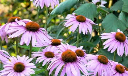 El secreto de una flor que no se rinde al calor ni al paso del tiempo. El secreto de una flor que no se rinde al calor ni al paso del tiempo.
