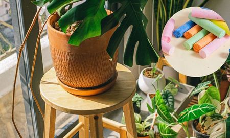 El método con tiza que ayuda a que las plantas sanen y vivan más tiempo. El método con tiza que ayuda a que las plantas sanen y vivan más tiempo.