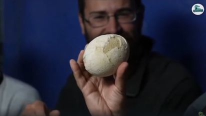 Nuevo streaming del Conicet: encontraron el huevo de dinosaurio mejor conservado del mundo en la Patagonia