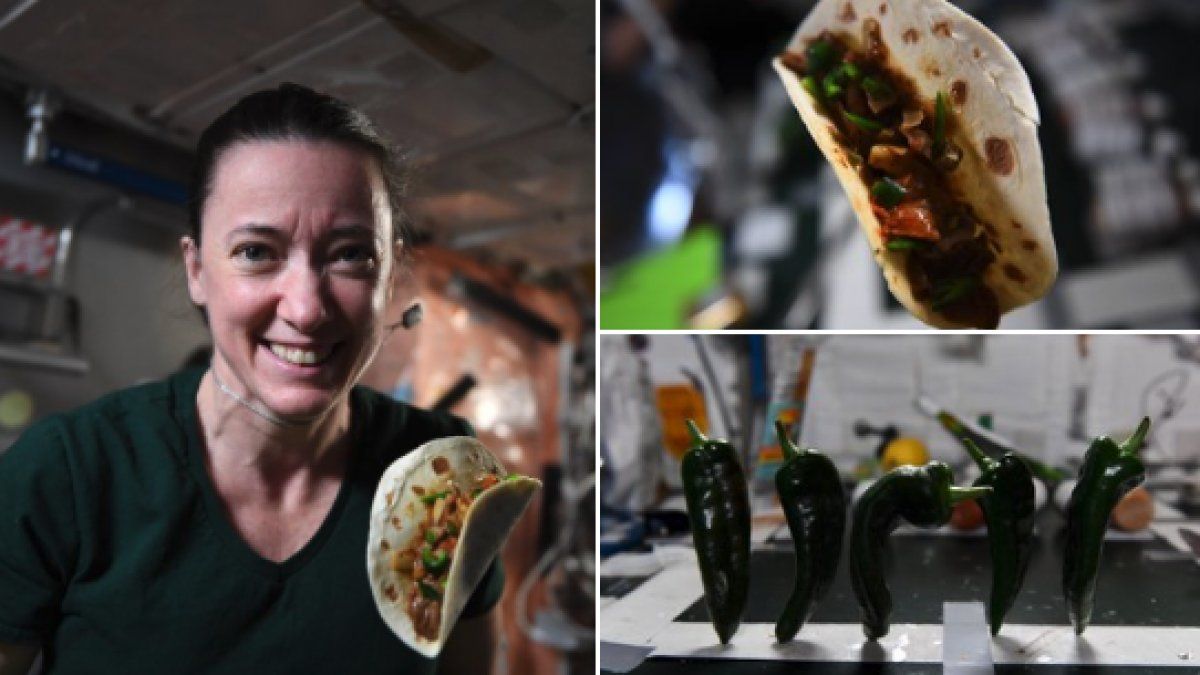 El alimento fue cultivado en julio y recién obtuvieron sus frutos.&nbsp;