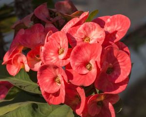 Con estos cuidados, la corona de Cristo puede dar flores durante gran parte del año. Con estos cuidados, la corona de Cristo puede dar flores durante gran parte del año.