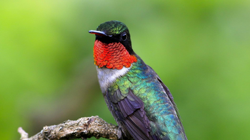 Cuántos años vive el colibrí