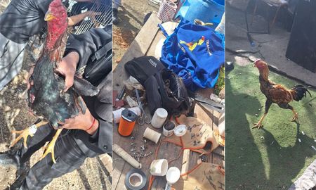 Cayeron 13 por organizar peleas de gallos en Villa Gobernador Gálvez: rescataron 31 animales en mal estado. Cayeron 13 por organizar peleas de gallos en Villa Gobernador Gálvez: rescataron 31 animales en mal estado.