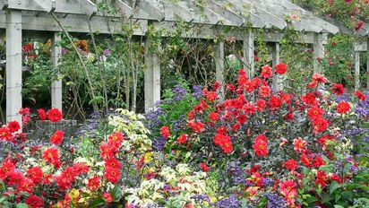 La planta para plantar en septiembre y que puede dar flores en octubre
