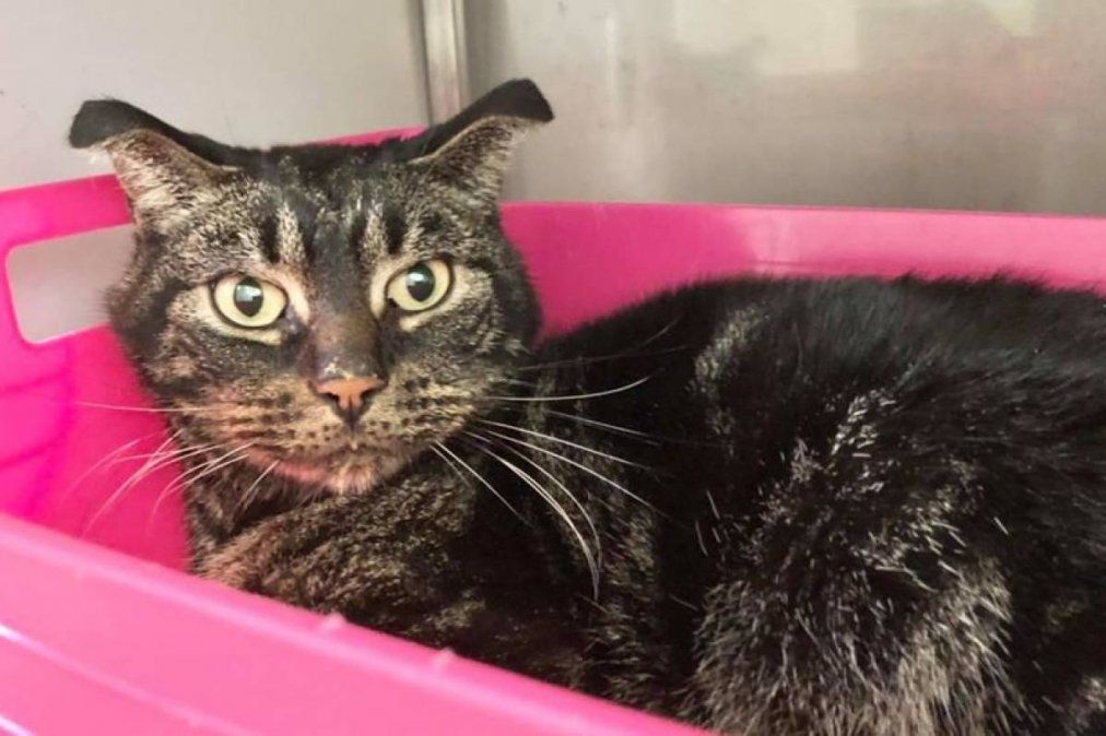 El caso generó mucha indignación en las redes sociales.&nbsp;