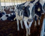 La actividad sufrió un duro golpe climático en el verano pasado, cuando la combinación de altas temperaturas y la falta de lluvias derrumbó los niveles de producción en los tambos La actividad sufrió un duro golpe climático en el verano pasado, cuando la combinación de altas temperaturas y la falta de lluvias derrumbó los niveles de producción en los tambos