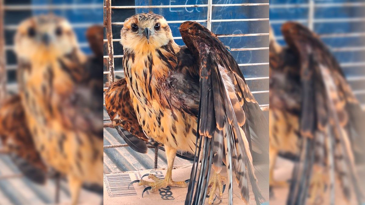 Gran hallazgo: rescataron a un águila negra lastimada en Colastiné.