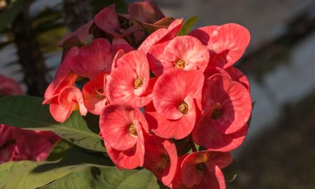 Con estos cuidados, la corona de Cristo puede dar flores durante gran parte del año. Con estos cuidados, la corona de Cristo puede dar flores durante gran parte del año.