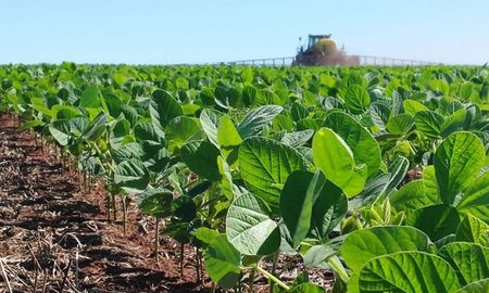 Con la llegada de las primeras lluvias y el avance de los cultivos de verano, las expectativas de los productores se centran en la siembra de soja. Con la llegada de las primeras lluvias y el avance de los cultivos de verano, las expectativas de los productores se centran en la siembra de soja.