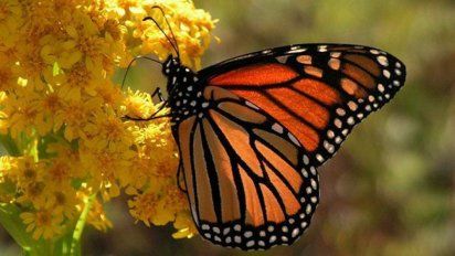 Qué significa la llegada de una mariposa