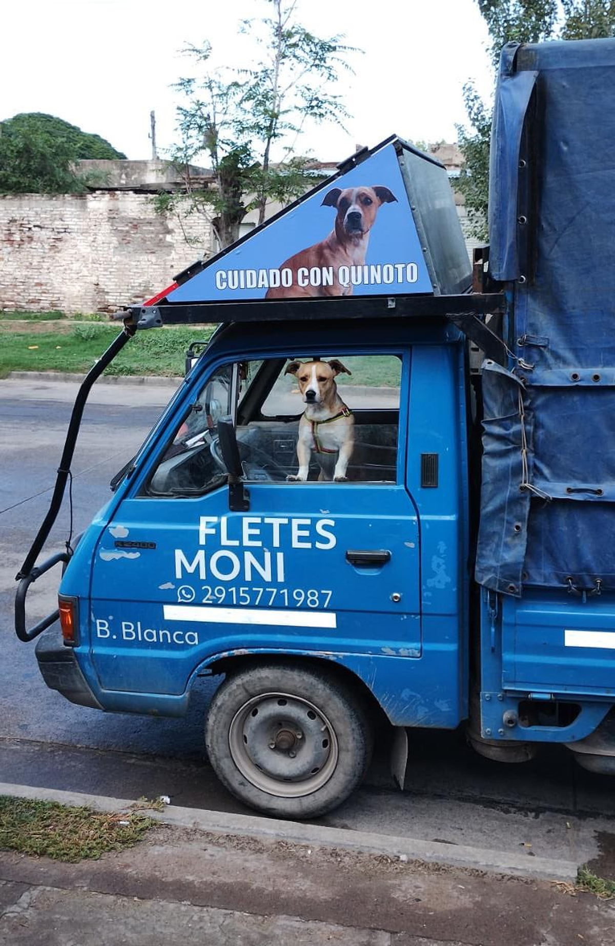 Quinoto, el compañero incondicional. Quinoto, el compañero incondicional.