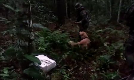 misiones: con la ayuda de un perro adiestrado hallaron 130 kilos de marihuana misiones: con la ayuda de un perro adiestrado hallaron 130 kilos de marihuana