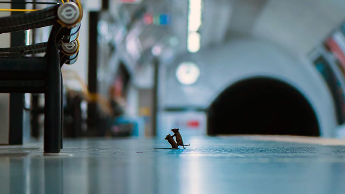 El fotógrafo Sam Rowley estuvo una semana tratando de fotografiar a los ratones que se ven en el sistema de subtes de Londres.