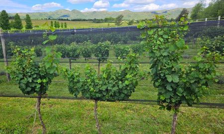 en un contexto de caida del consumo, ¿por que crece el vino cordobes? en un contexto de caida del consumo, ¿por que crece el vino cordobes?