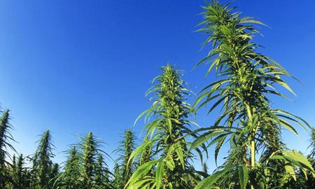 El proyecto para promover la industria del cannabis y el cáñamo industrial promueve mecanismos de autorizaciones para los productores y comercializadores, y estrategias de seguridad, fiscalización y trazabilidad en la cadena. El proyecto para promover la industria del cannabis y el cáñamo industrial promueve mecanismos de autorizaciones para los productores y comercializadores, y estrategias de seguridad, fiscalización y trazabilidad en la cadena.