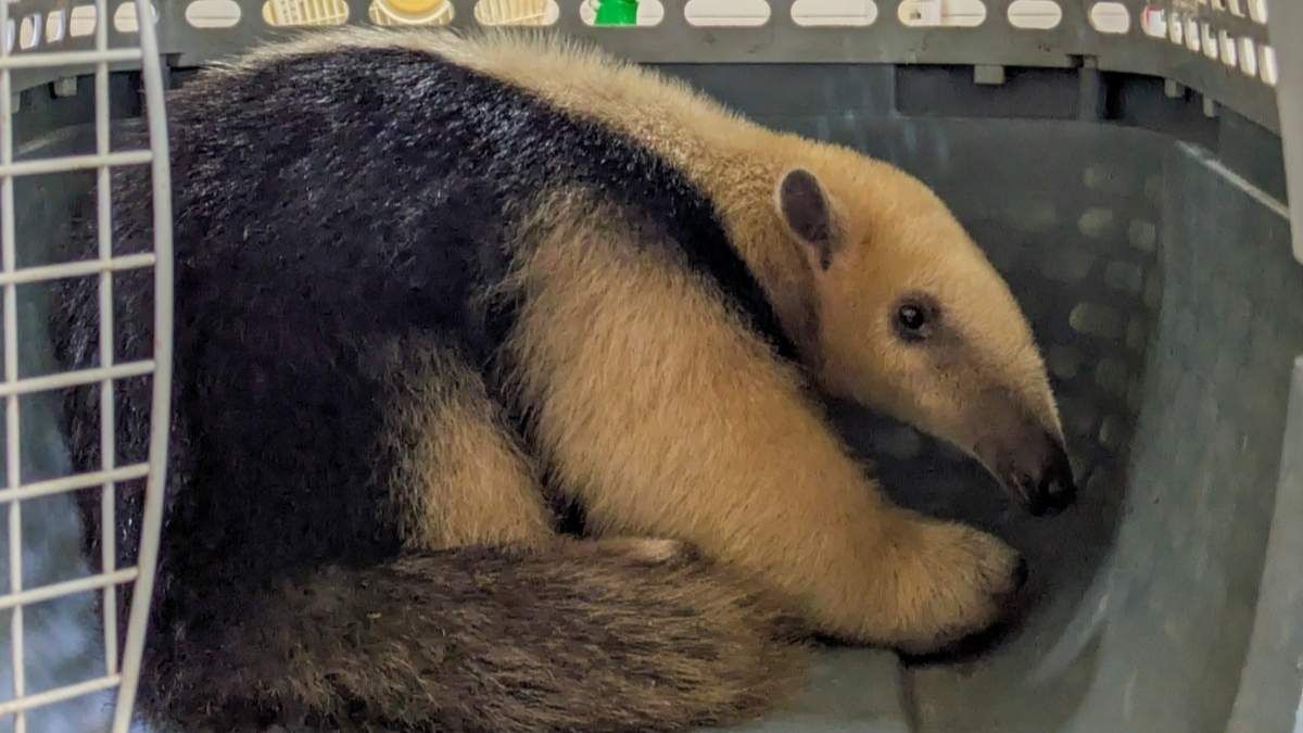 El oso melero fue rescatado en Laguna Paiva, Santa Fe. El oso melero fue rescatado en Laguna Paiva, Santa Fe.