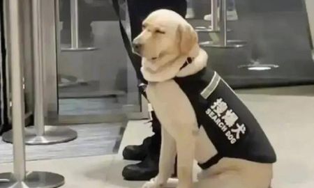 Perro de seguridad se hizo viral por dormirse en plena jornada de trabajo. Perro de seguridad se hizo viral por dormirse en plena jornada de trabajo.