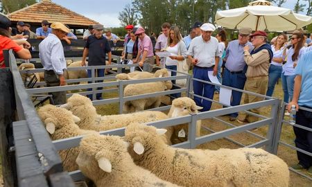 romney marsh: la raza ovina que busca crecer en carne y superar la crisis de la lana romney marsh: la raza ovina que busca crecer en carne y superar la crisis de la lana