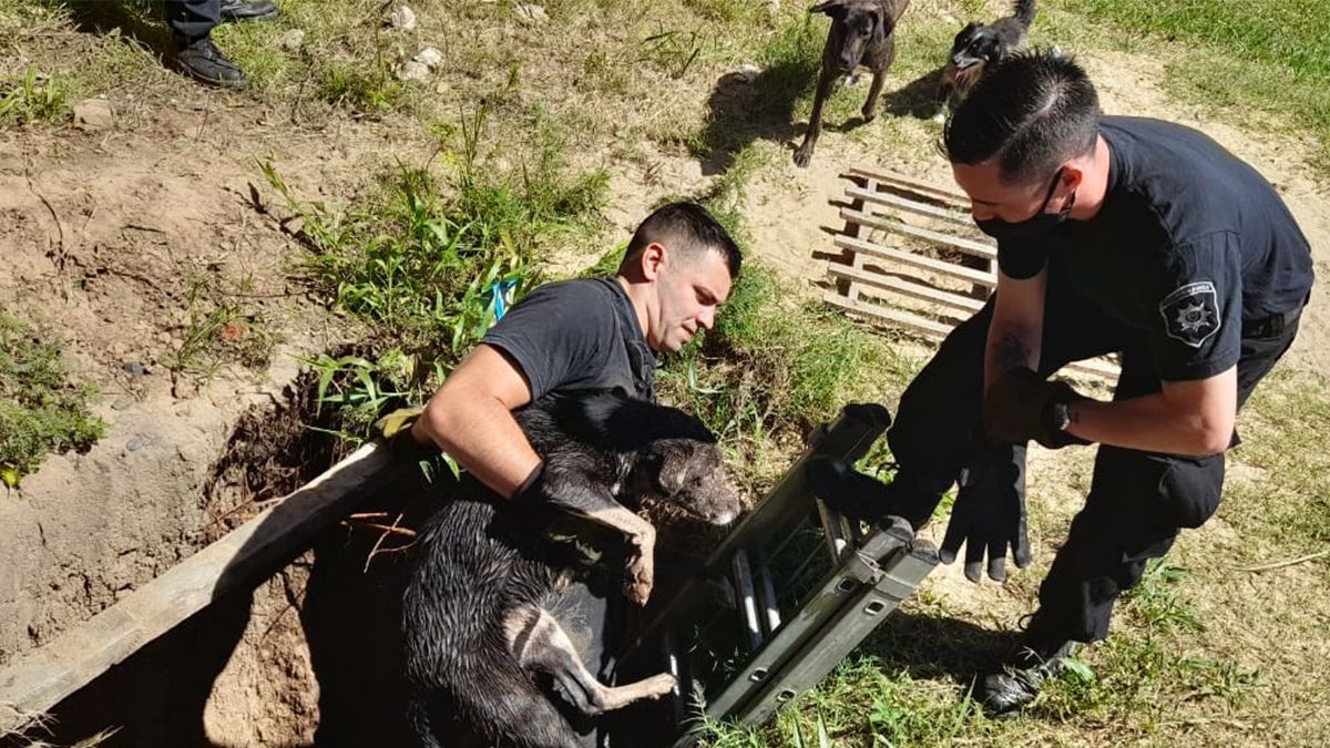 Trabajo policial. Así sacaron al canino los uniformados del Comando y Bomberos Zapadores.&nbsp;