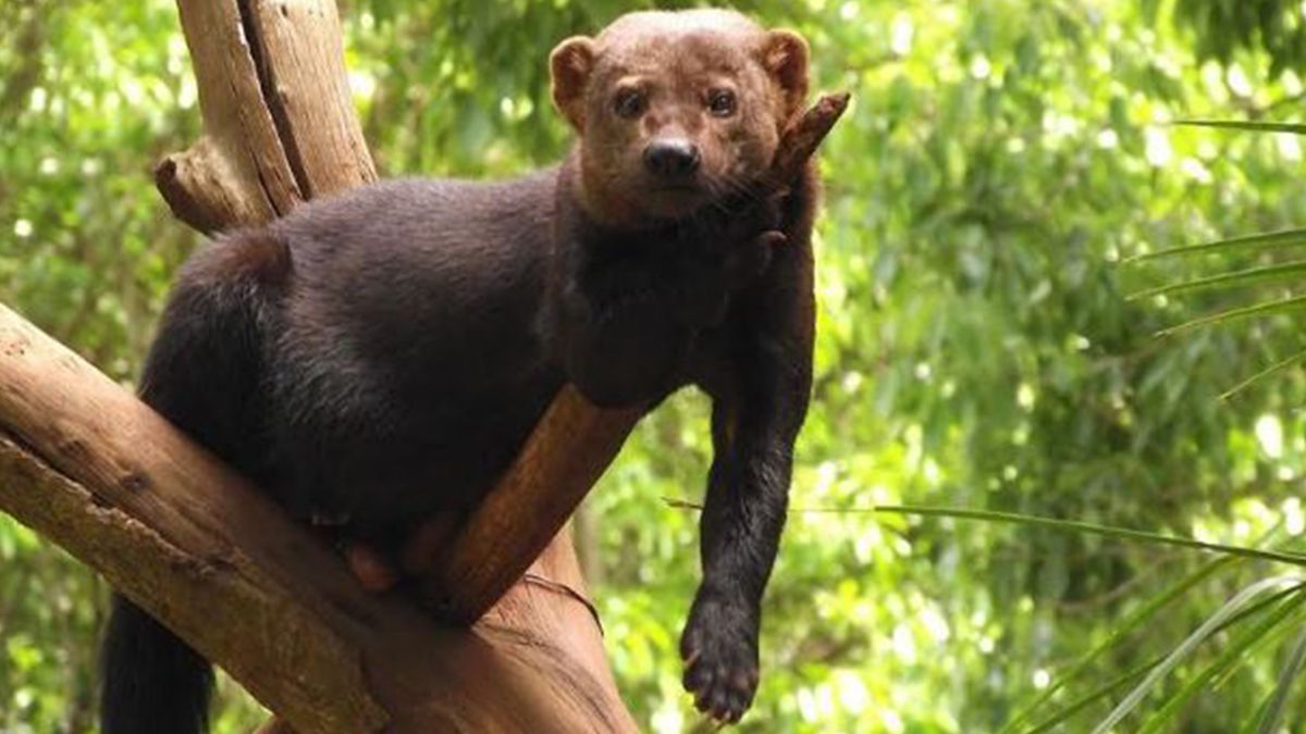 El hurón mayor se mueve en horarios crepusculares, generalmente solo, y su dieta es omnívora.
