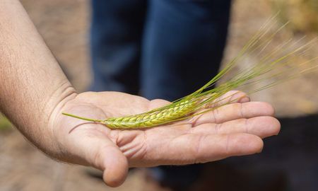 de la tierra al vaso: la importancia de la cebada sustentable en la industria cervecera de la tierra al vaso: la importancia de la cebada sustentable en la industria cervecera