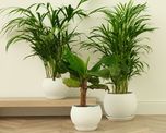 Esta planta parece una palmera, crece muy bien dentro de casa y requiere muy pocos cuidados. Esta planta parece una palmera, crece muy bien dentro de casa y requiere muy pocos cuidados.
