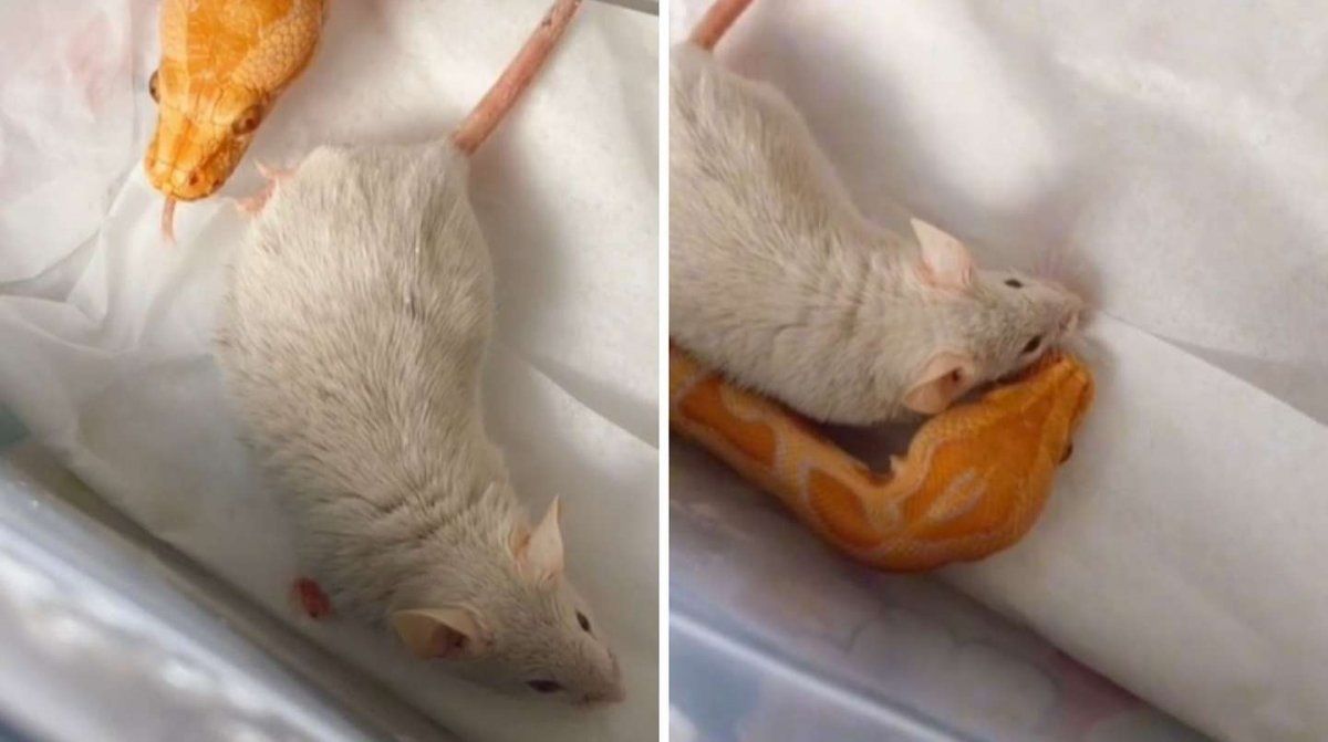Una chica compró un ratón para darle de comer a su serpiente