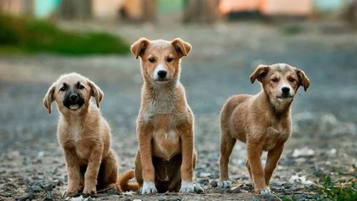 Por qué se celebra hoy el Día del Perro Callejero