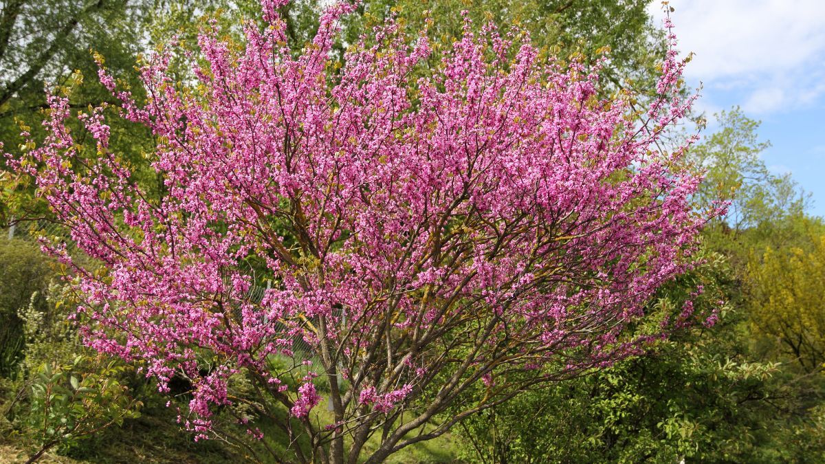 Este árbol florece antes de producir hojas y ofrece uno de los espectáculos más llamativos de la primavera. Este árbol florece antes de producir hojas y ofrece uno de los espectáculos más llamativos de la primavera.
