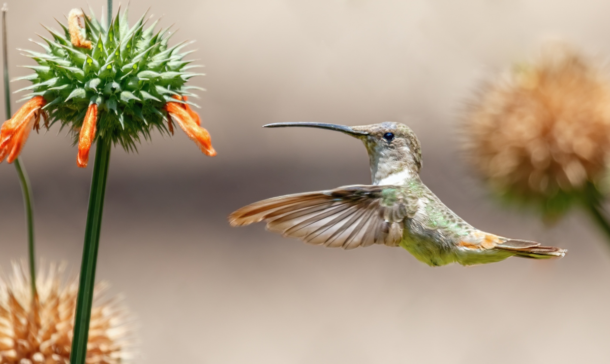 El número del colibrí en la quiniela. El número del colibrí en la quiniela.