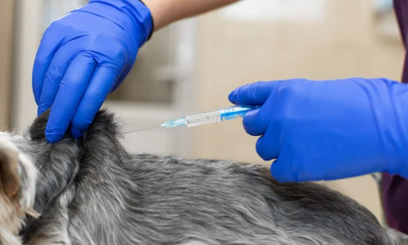 Para qué enfermedades está indicada la ozonoterapia en perros y gatos Para qué enfermedades está indicada la ozonoterapia en perros y gatos