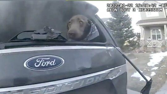 El emocionante momento en el que logran rescatar a un perro de un auto en llamas