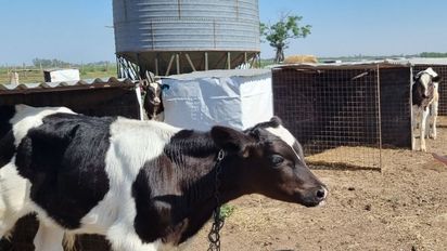 Desde Meprolsafe proponen bajar el IVA de la leche para 