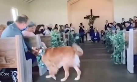 Video viral: un perro se llevó la atención en el casamiento de sus dueños. Video viral: un perro se llevó la atención en el casamiento de sus dueños.