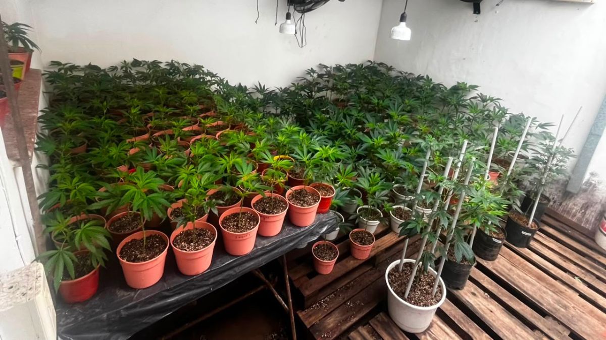 Las plantas fueron descubiertas tras apagar el fuego en una casa del norte de Santa Fe.