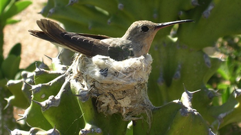 Cuántos huevos pone el colibrí cada vez