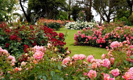 Parece una rosa gigante, pero vive durante años y necesita muchos menos cuidados.