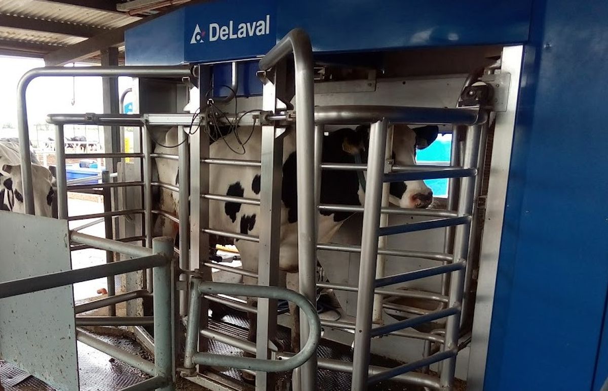 En Expoagro 2025 se podrá conocer el funcionamiento de los robots ordeñadores.