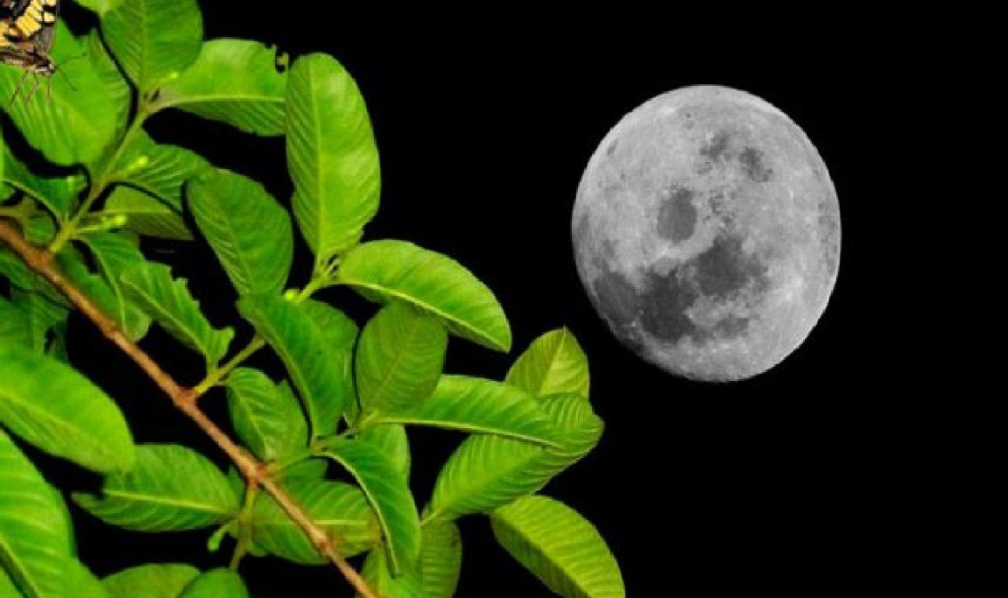 Cómo hacer las fases de la luna a las plantas
