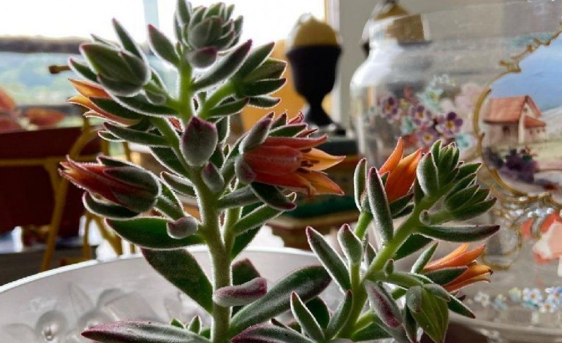 Las flores de las suculentas son fundamentales para la&nbsp; reproducción de la planta