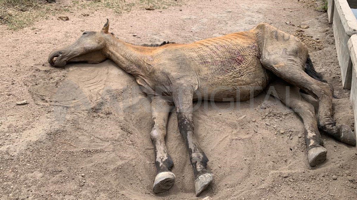 Cientos de animales muertos son encontrados en rutas y accesos a poblados del norte cordobés, donde los incendios forestales arrasaron con la vegetación de la zona.