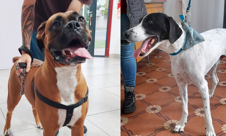 Vet en Línea es una obra social de Santa Fe para mascotas. Vet en Línea es una obra social de Santa Fe para mascotas.
