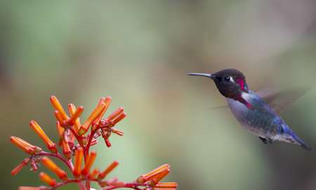 Cómo atraer colibríes a tu hogar