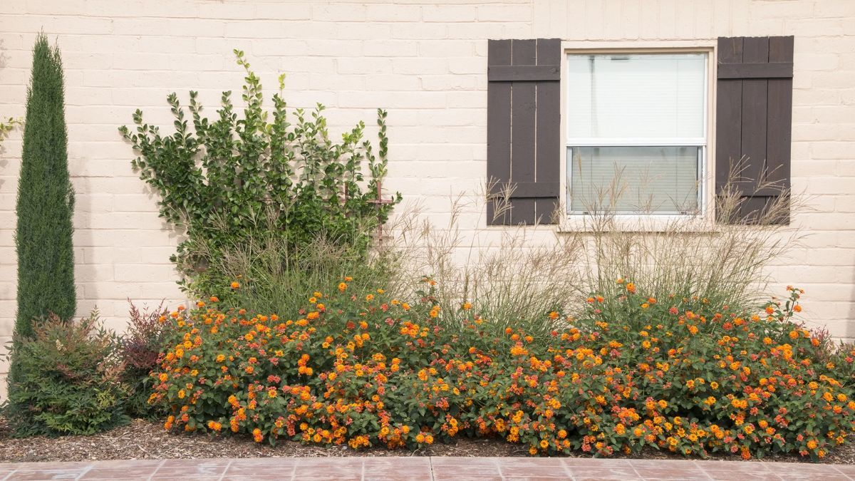 Plantas que resisten el sol y florecen en los días más calurosos.