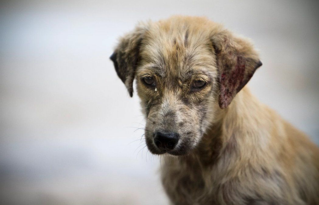 Presentaron un proyecto de ley para que se enseñe derechos animales en las escuelas