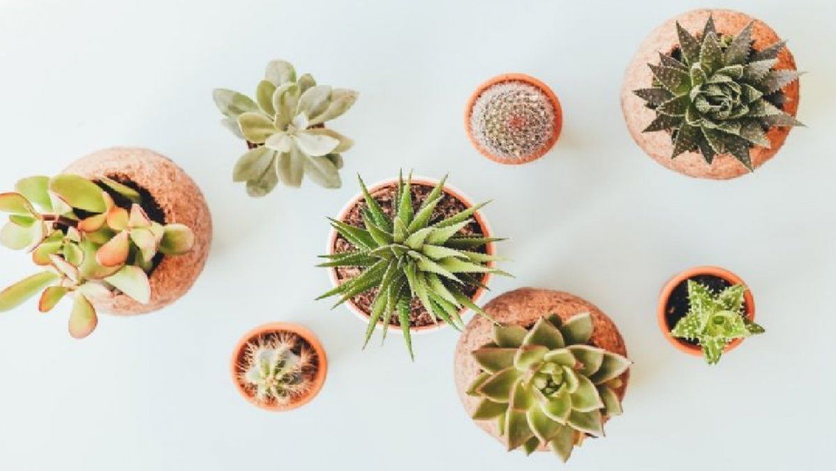 Plantas caracterizadas por sus hojas y tallos carnosos