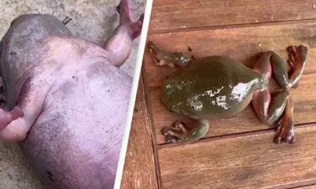 Video viral: mujer le hizo RCP a una rana y se volvió furor en las redes sociales. Video viral: mujer le hizo RCP a una rana y se volvió furor en las redes sociales.